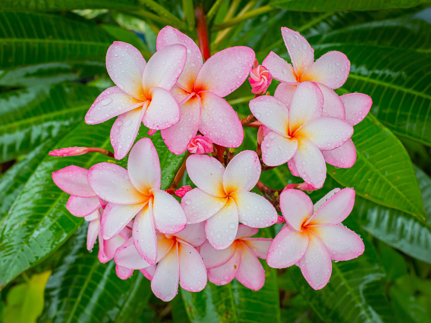 10 MIXED COLORS PLUMERIA Seeds - Lei Flower Frangipani Mix Fragrant Shrub Small Tree Pink Red Yellow White Peach Two Tone