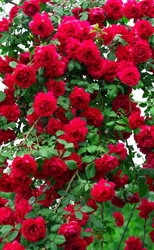 5 RED CLIMBING ROSE Rosa Bush Vine Climber Fragrant Butterfly Flower Seeds