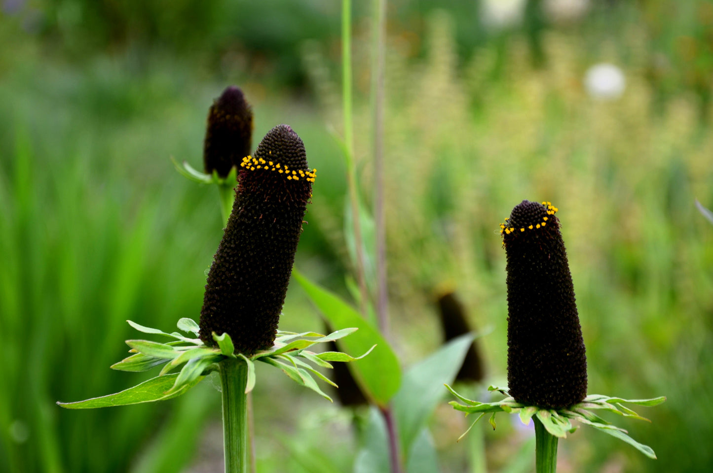 30 WESTERN CONEFLOWER Rudbeckia Occidentalis Green Wizard aka Rayless Naked Chocolate Black Flower Herb Seeds