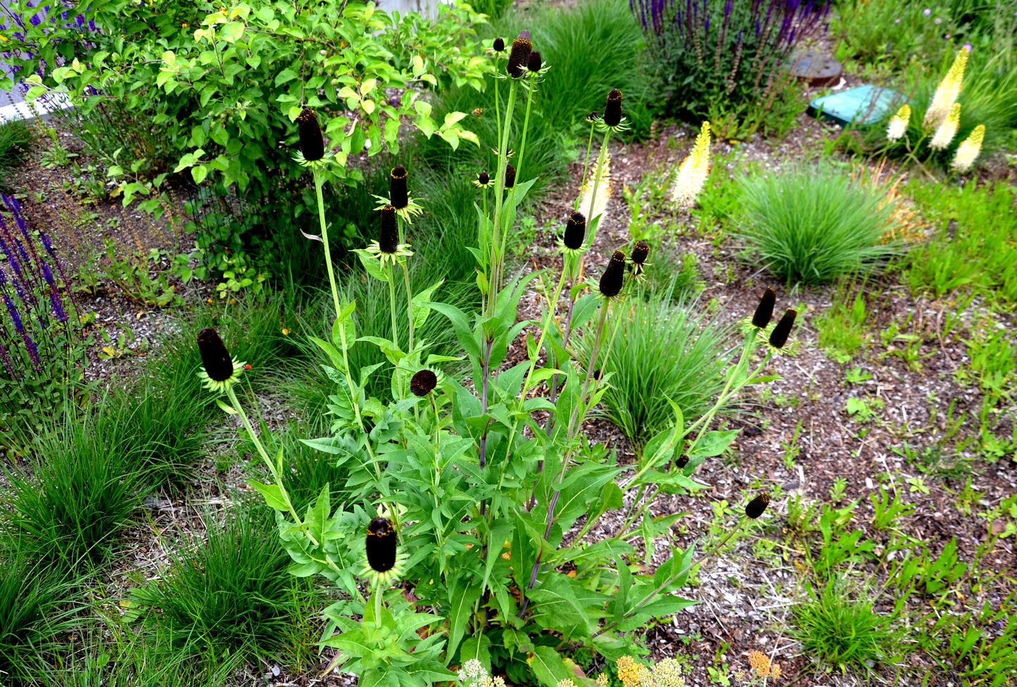 30 WESTERN CONEFLOWER Rudbeckia Occidentalis Green Wizard aka Rayless Naked Chocolate Black Flower Herb Seeds