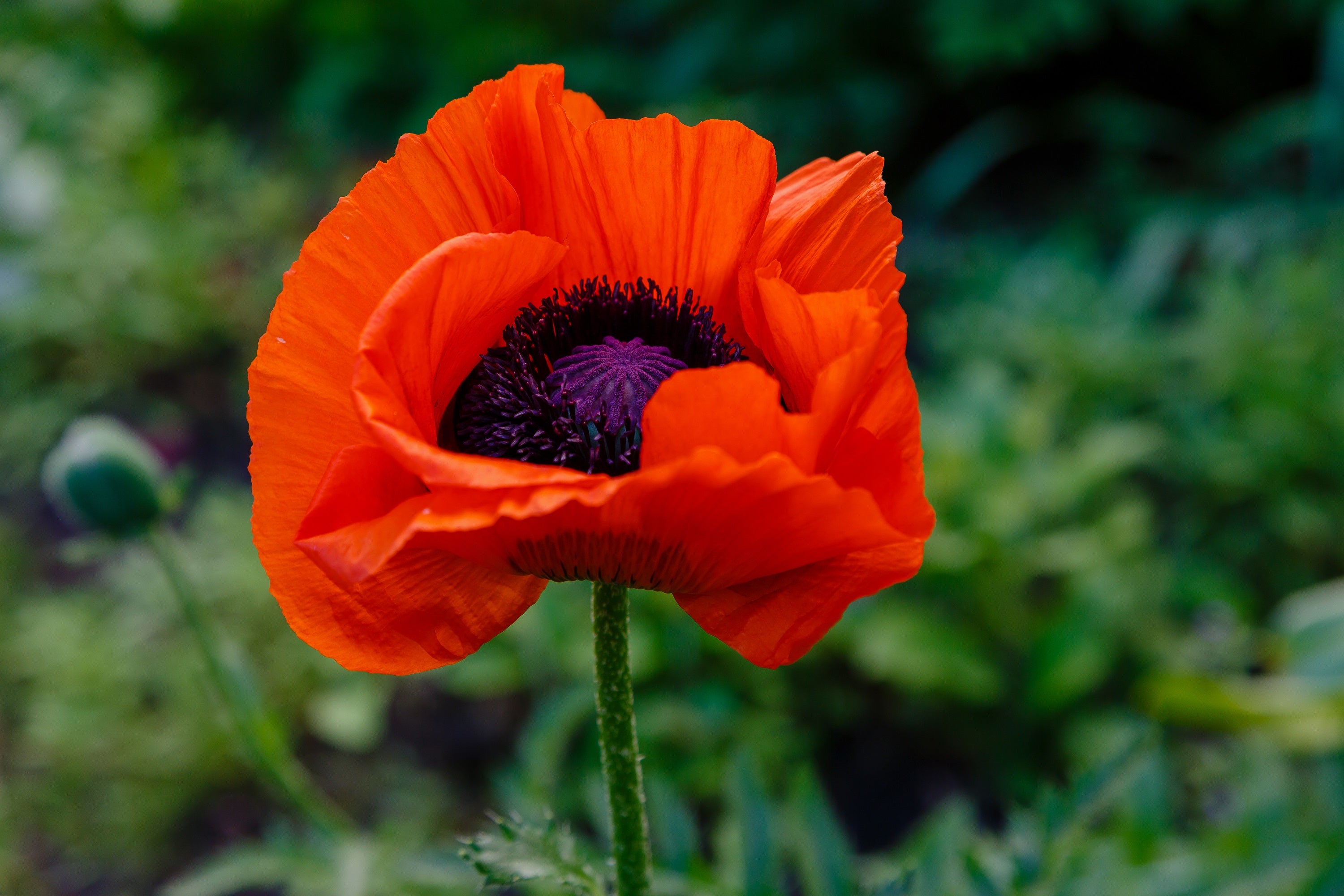 500 ORIENTAL RED Mix POPPY Papaver Orientale Flower Seeds