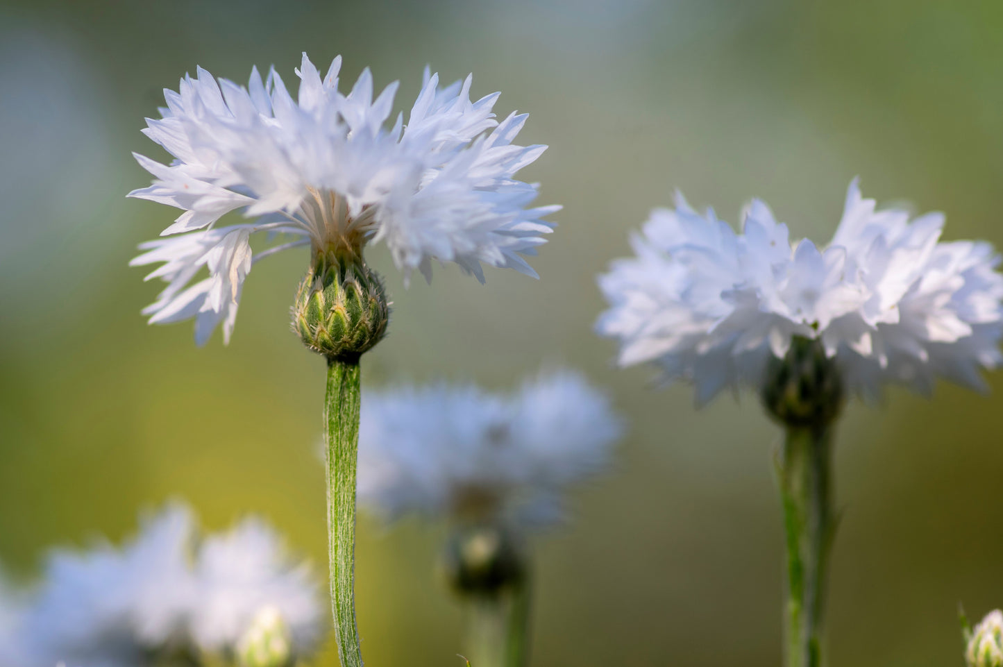 750 White BACHELOR'S BUTTON / CORNFLOWER Centaurea Cyanus Flower Seeds