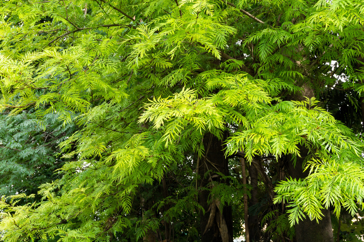 35 SILKY OAK TREE Orange Flower Southern Silver Oak Grevillea Robusta Seeds