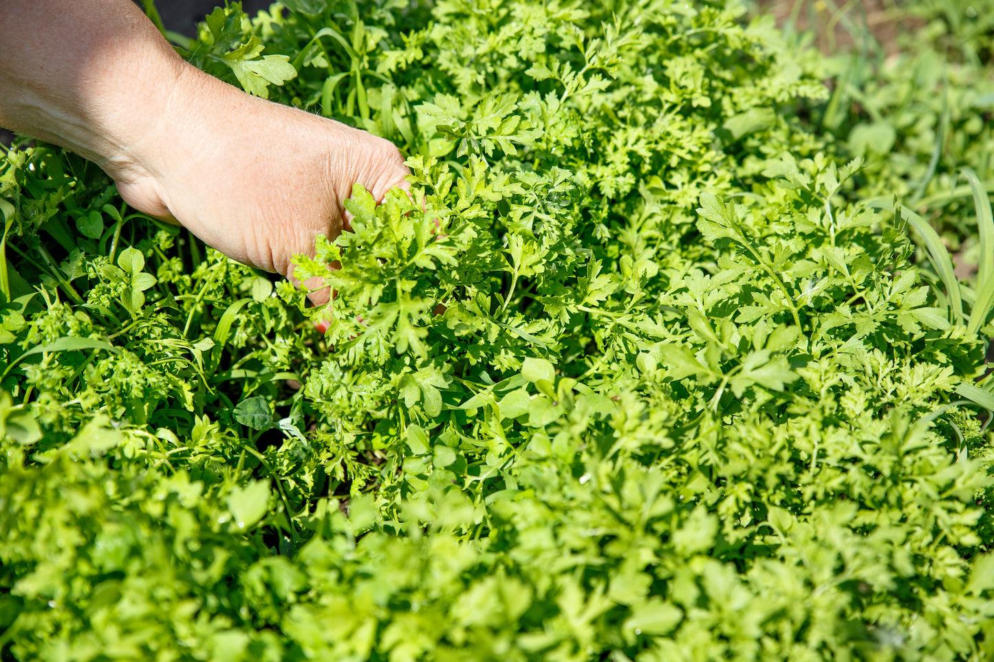 1000 Fine Curled PEPPERGRASS / PEPPERCRESS / WATERCRESS Lepidium Sativum Greens Sprouts Vegetable Sprouting Seeds