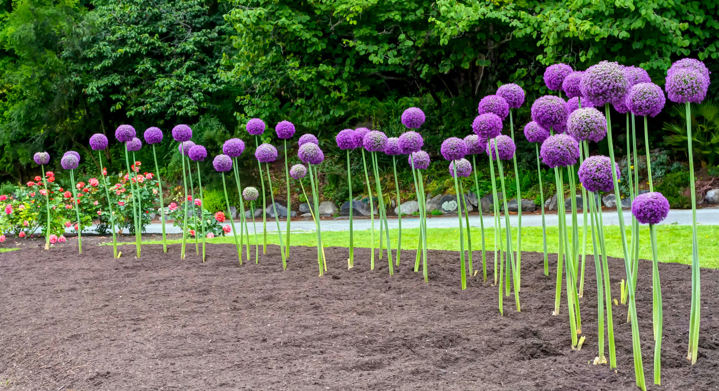 25 GIANT ALLIUM Allium Giganteum Purple Globe Flower Seeds