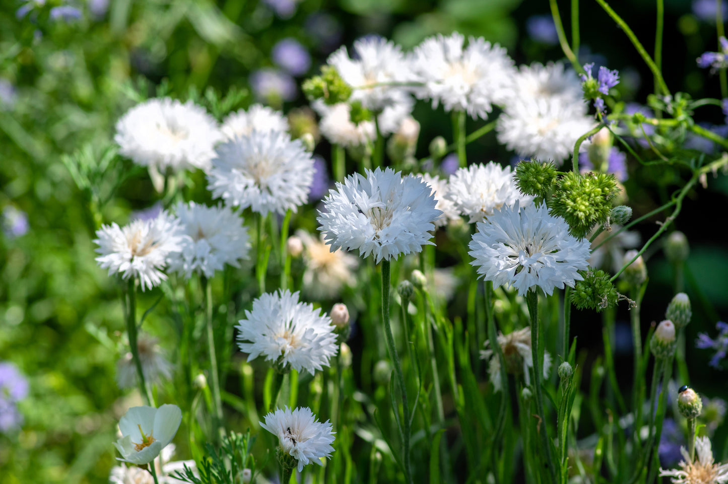 750 White BACHELOR'S BUTTON / CORNFLOWER Centaurea Cyanus Flower Seeds