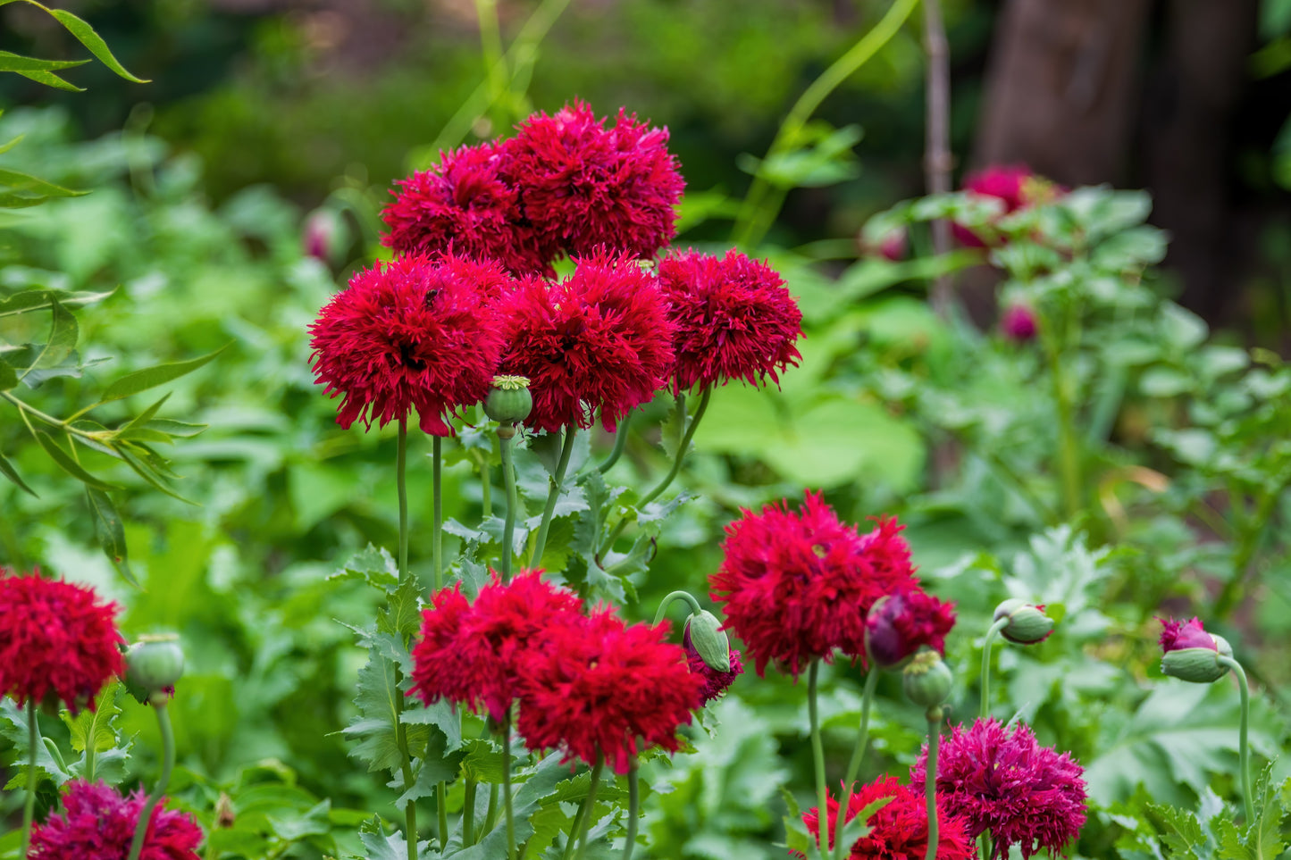 250 Organic PEONY POPPY MIX Papaver Paeoniflorum Mixed Colors Red, White, Pink, Black, Purple, Salmon, Bronze, Lilac, & Bicolor Flower Seeds