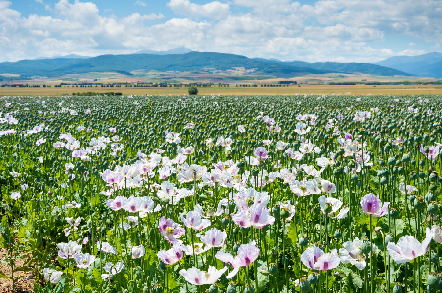 350 TASMANIAN Purple & White POPPY Papaver Somniferum Flower Seeds