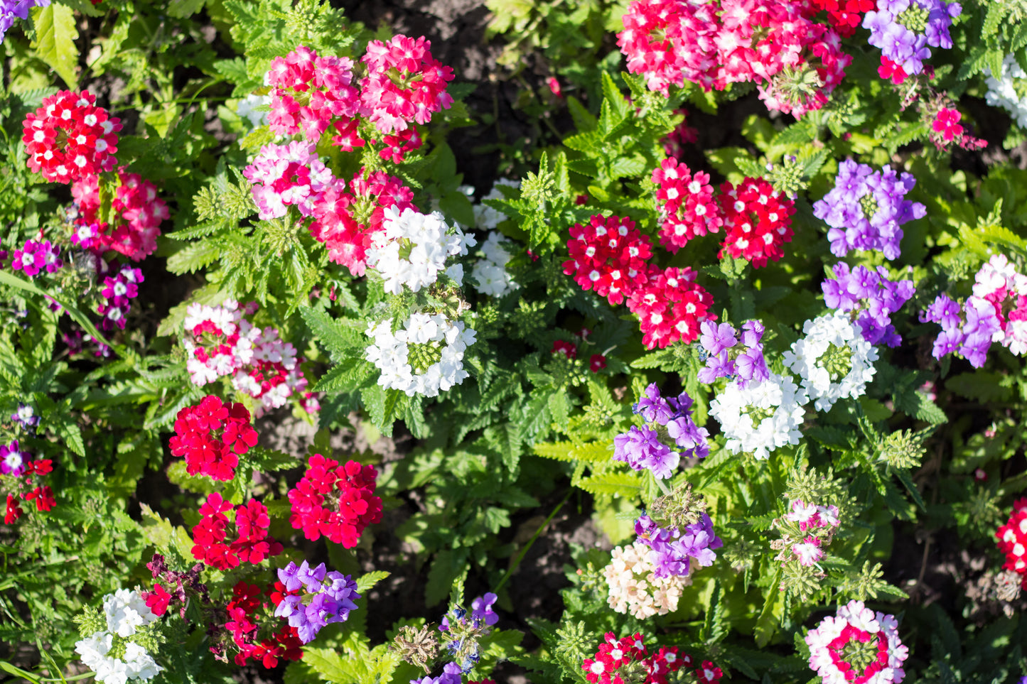 100 MIXED COLORS VERBENA Hybrida Compacta Flower Seeds