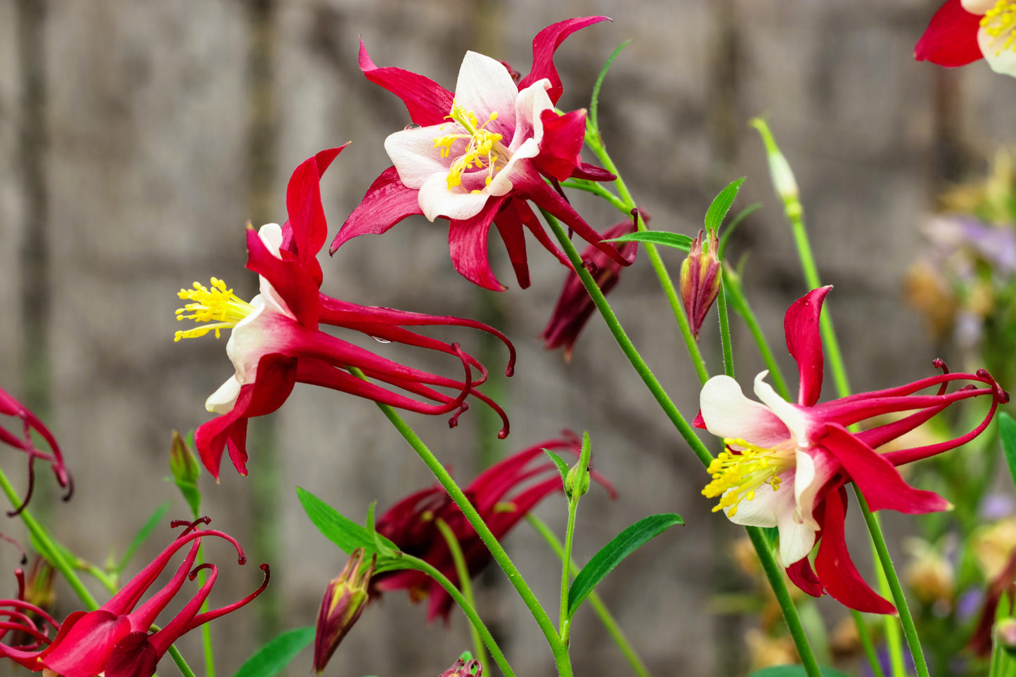25 CRIMSON STAR COLUMBINE Red & White McKana's Giant Aquilegia Flower Seeds