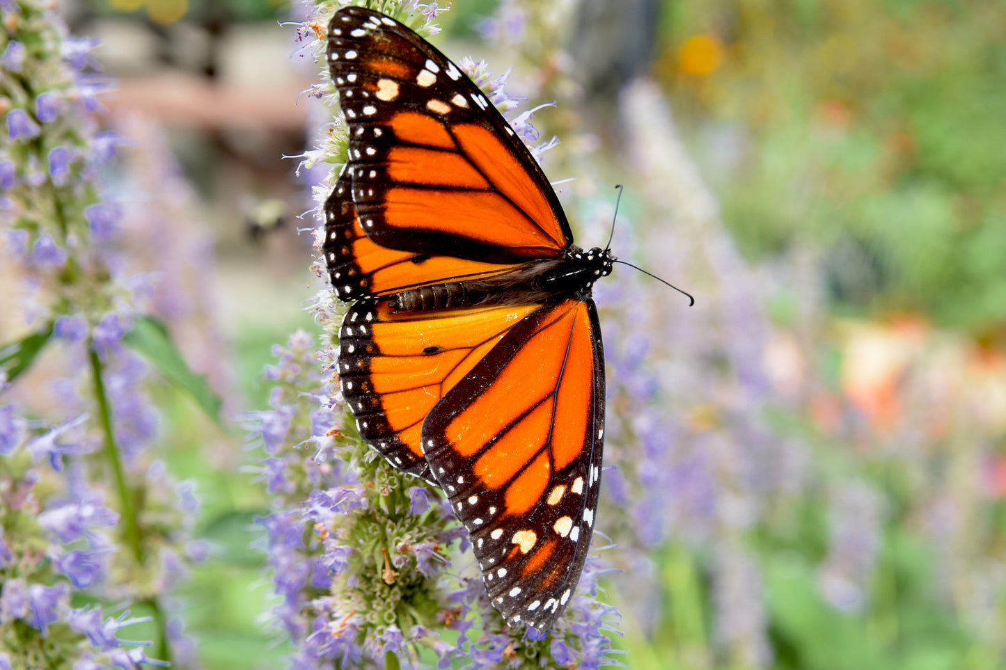 500 PURPLE ANISE HYSSOP (Licorice Mint / Blue Giant) Agastache Foeniculum Herb Flower Seeds