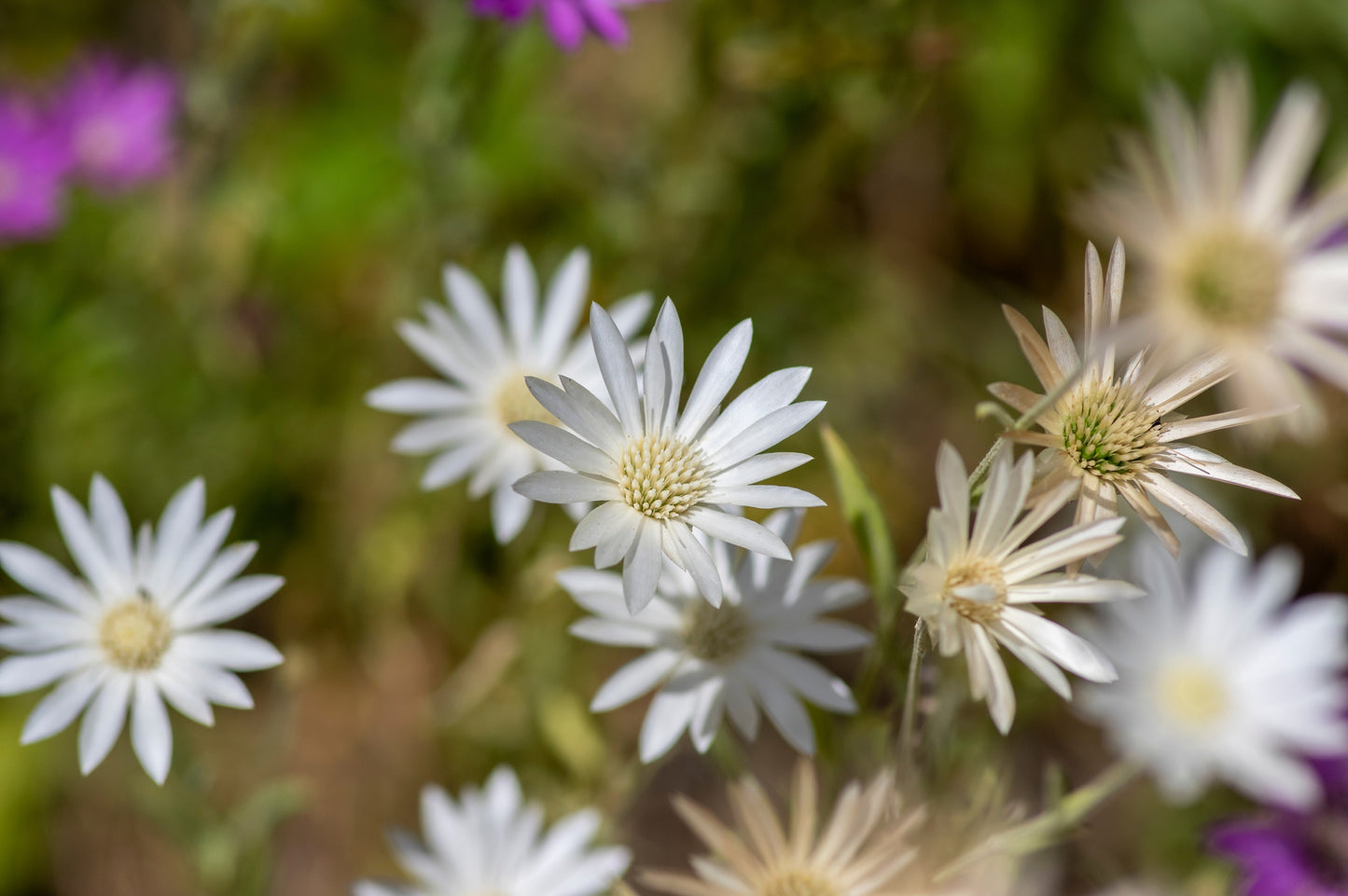 300 IMMORTELLE IMMORTAL MIX Xeranthemum Paper Daisy Everlasting Flower Seeds