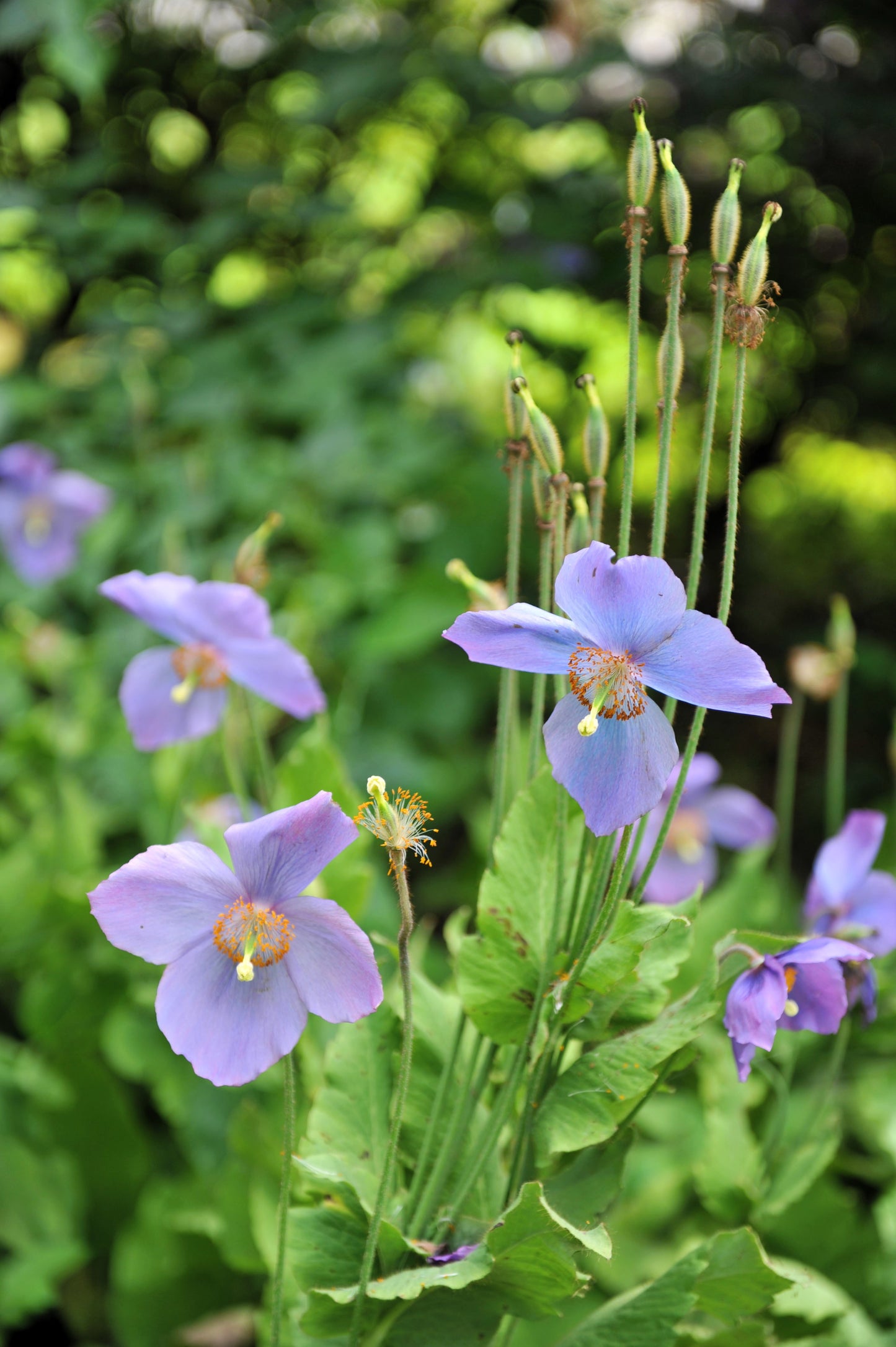 10 VIOLET HIMALAYAN POPPY Meconopsis Betonicifolia Purple Hensol Flower Seeds