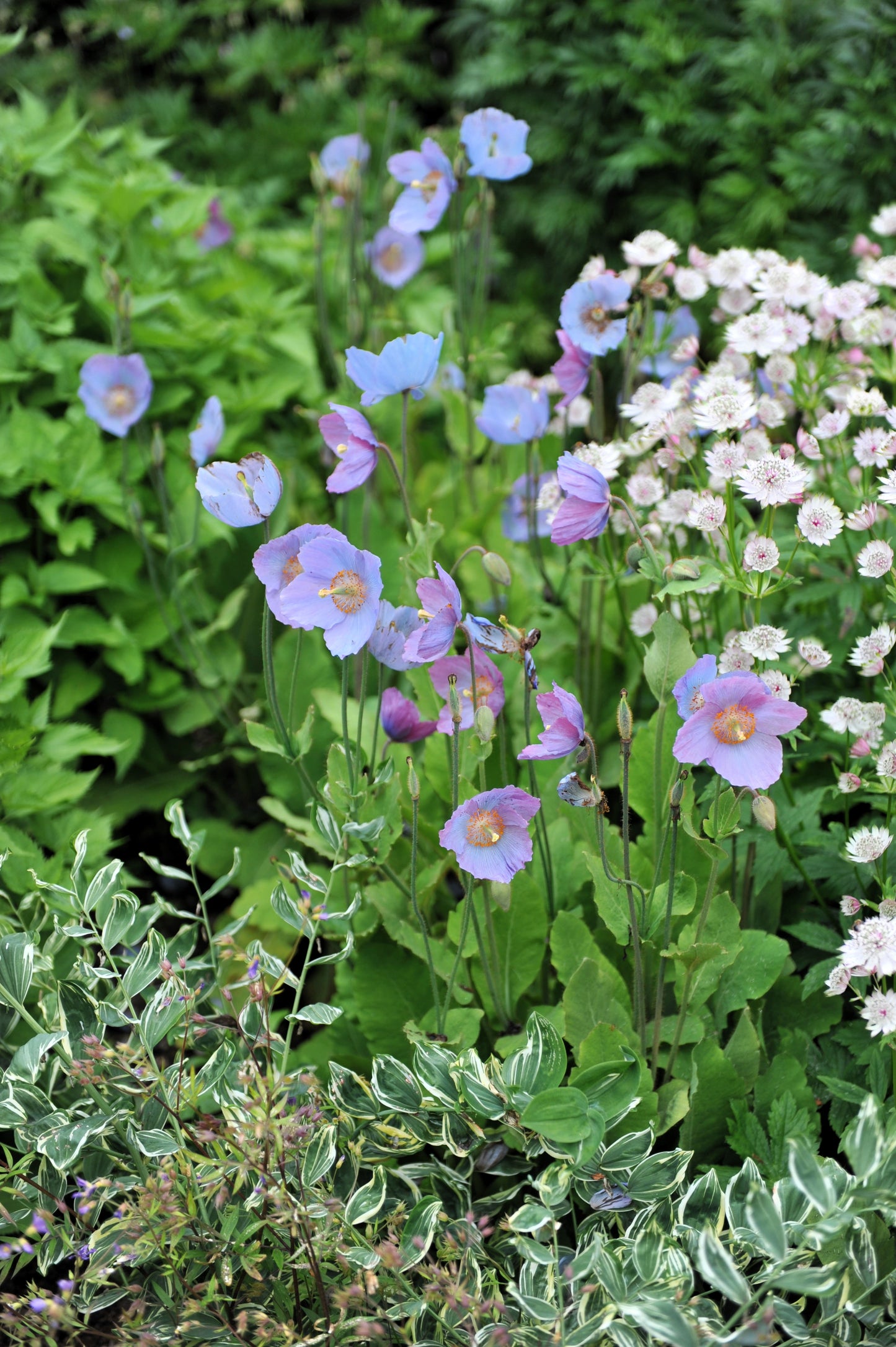 10 VIOLET HIMALAYAN POPPY Meconopsis Betonicifolia Purple Hensol Flower Seeds