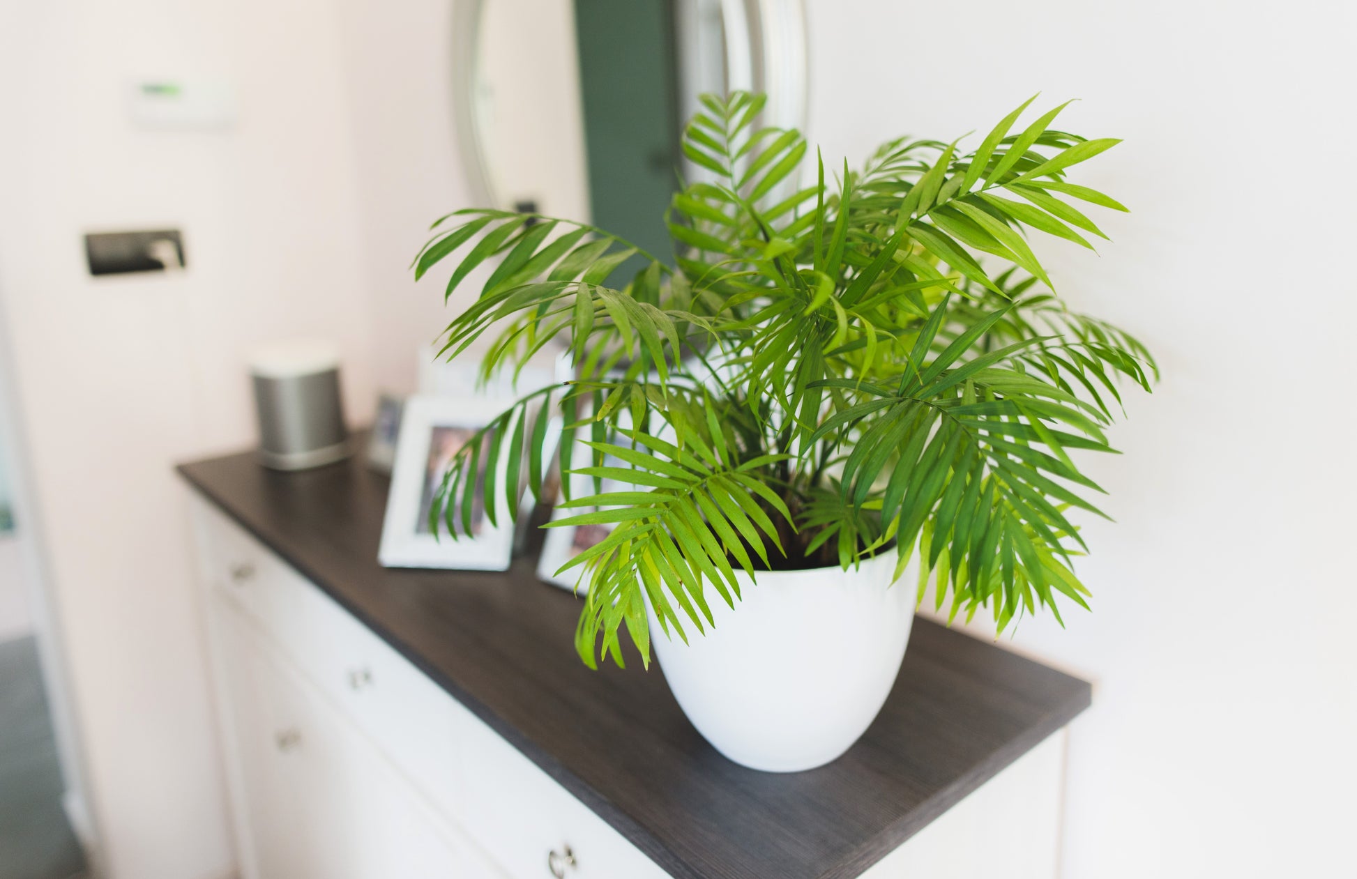 parlor palm propagation seed 15 PARLOR PALM Neanthe Bella Palm Chamaedorea Elegans Tree Houseplant – Seedville USA