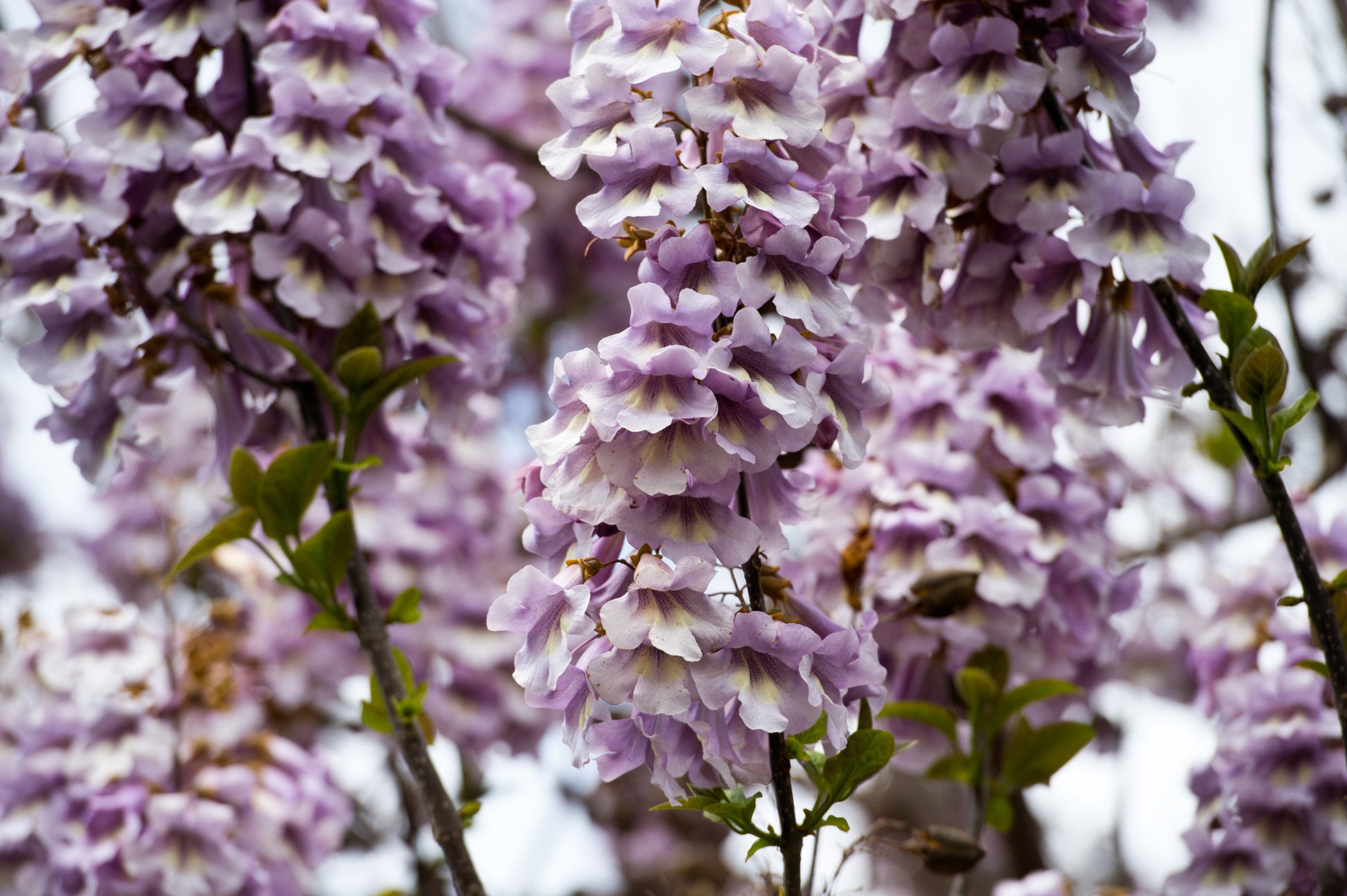 Semillas De Paulownia Tomentosa En La Foto De Stock 1330916003 - Foto 8