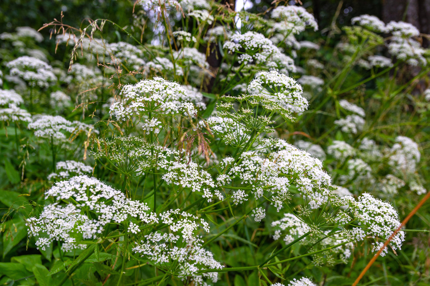 500 WHITE ANISE Pimpinella Anisum HERB Flower Seeds