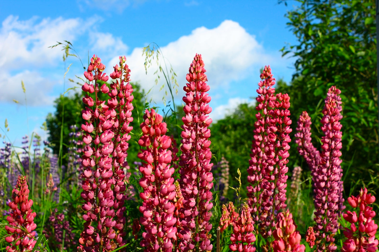 25 RED LUPINE 'My CASTLE' Lupinus Polyphyllus Scarlet Russell Lupin Band of Nobles Series Flower Seeds