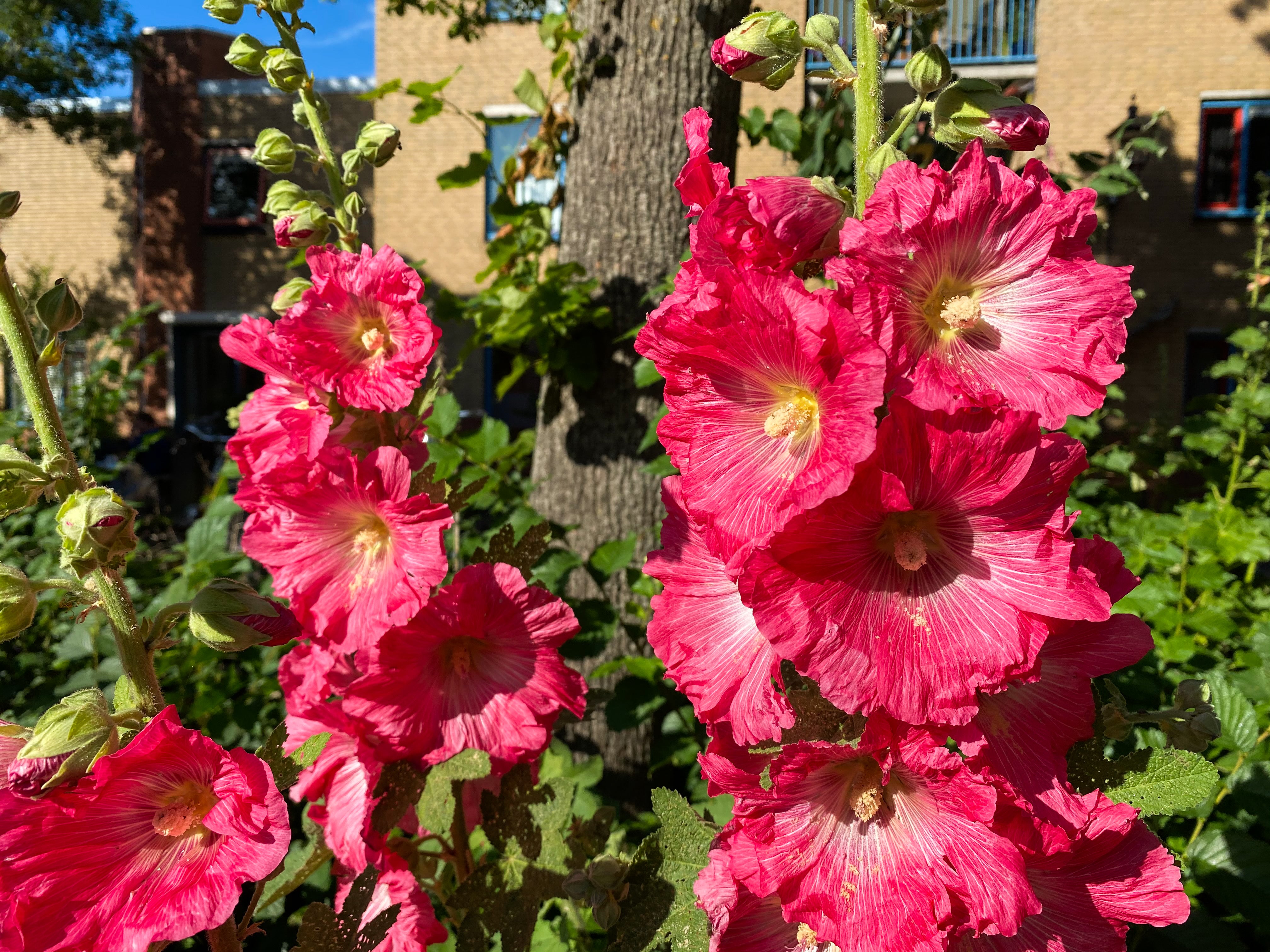 Seedville Hollyhock Alcea Rosea Perennial Flower Seeds - Thumbnail 3
