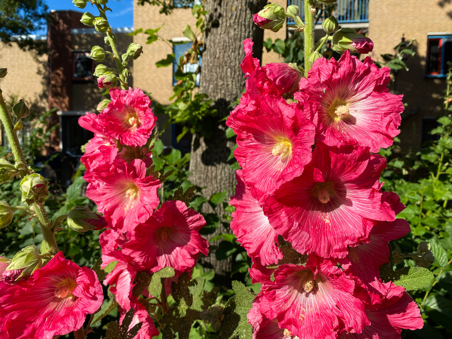 25 BRIGHT PINK HOLLYHOCK Alcea Rosea Perennial Flower Seeds