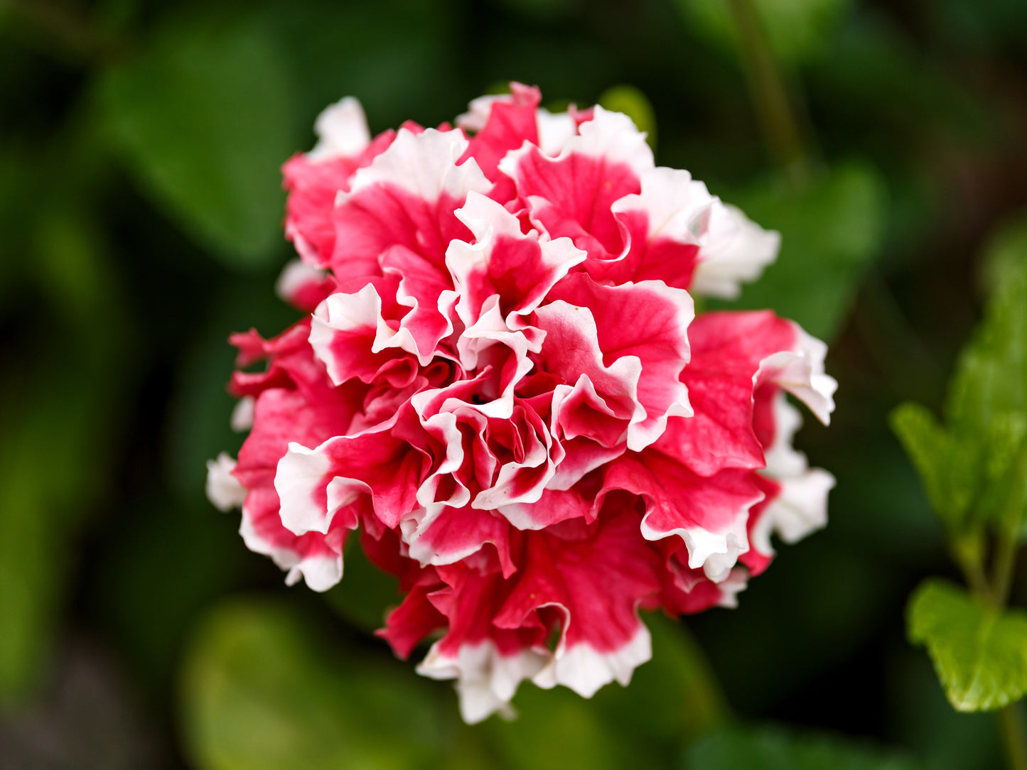 20 DOUBLE MIX PETUNIA Floribunda Red Pink Purple Flower Seeds