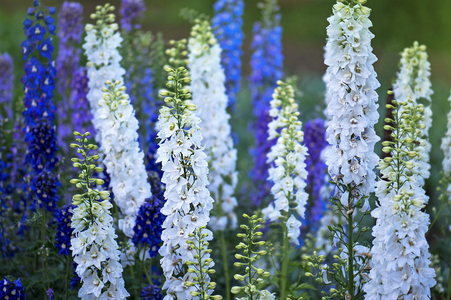 100 ROCKET LARKSPUR DELPHINIUM Consolida Giant Imperial Mixed Colors Flower Seeds