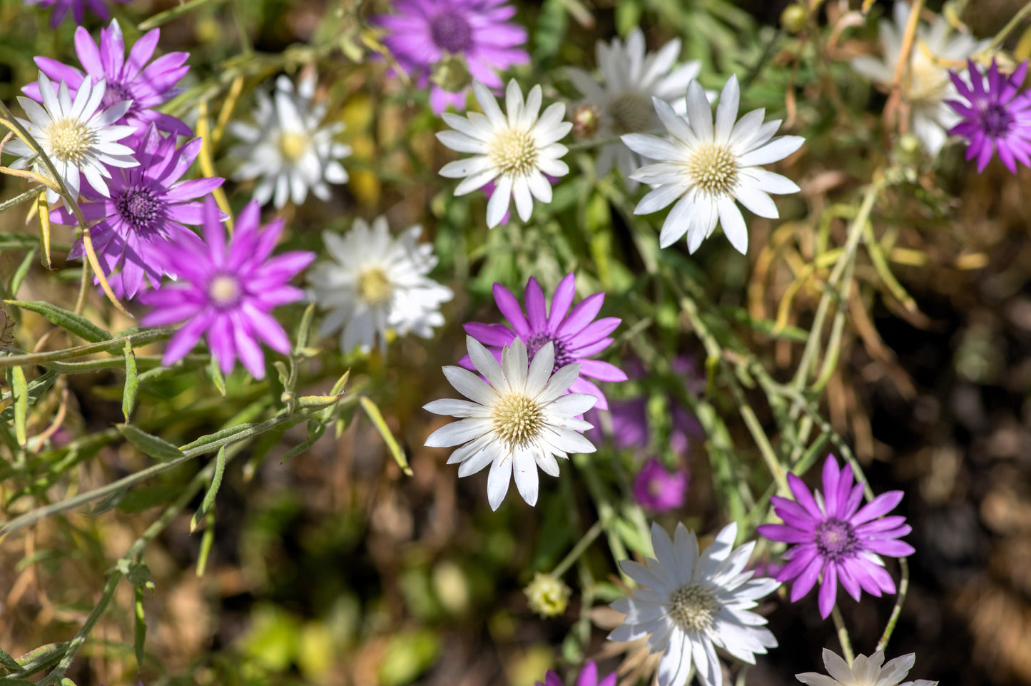 300 IMMORTELLE IMMORTAL MIX Xeranthemum Paper Daisy Everlasting Flower Seeds