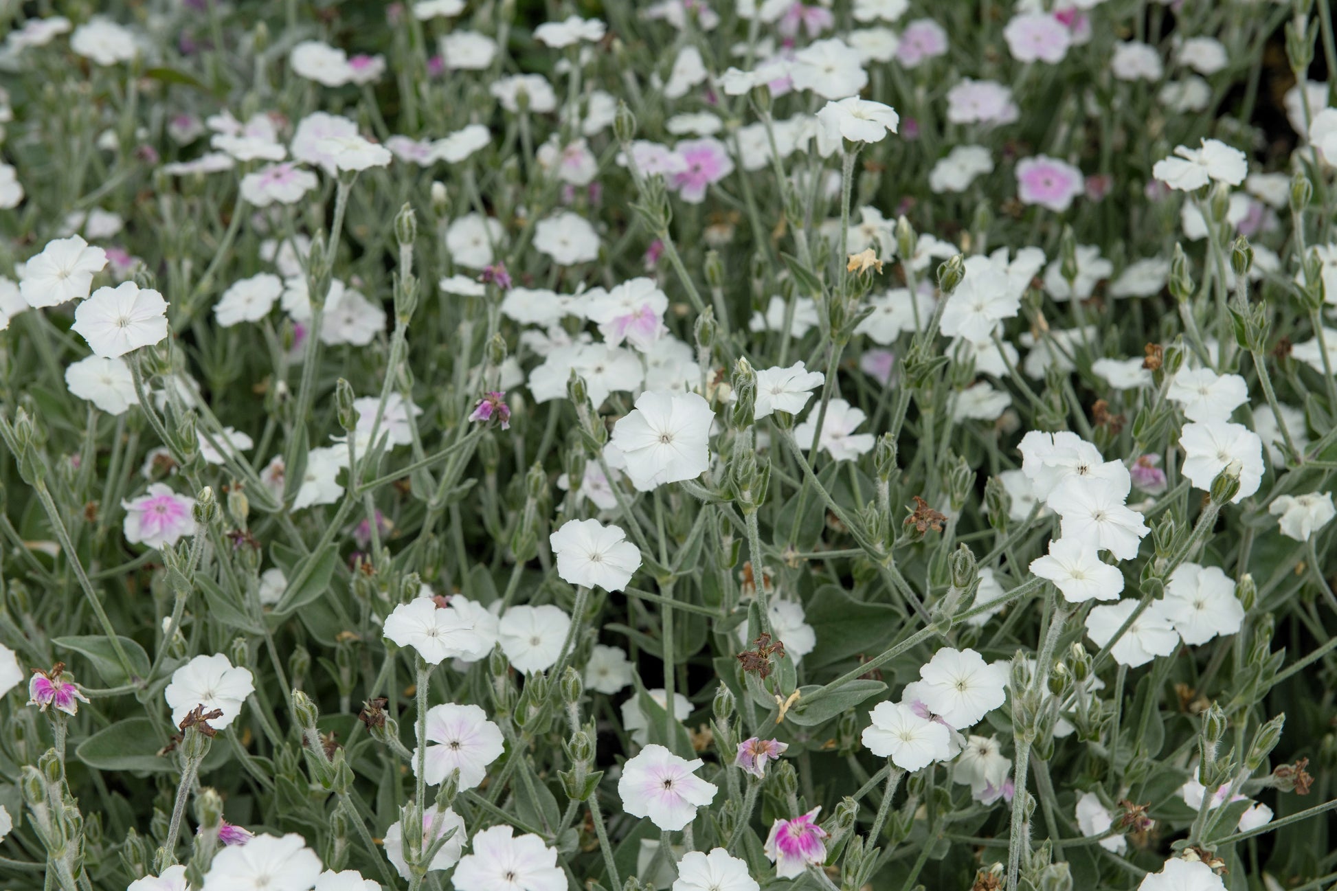 white rose campion seeds 50 WHITE LYCHNIS Coronaria Alba (White Rose Campion / Evening Lychnis / Silene / White Cockle) Flower Seeds