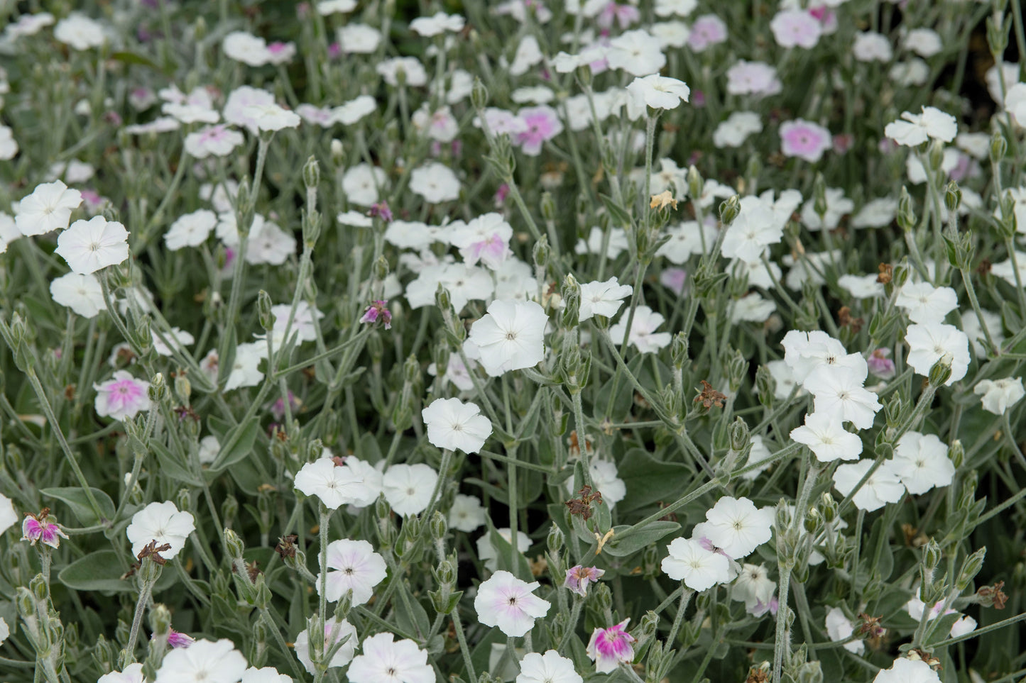 50 WHITE LYCHNIS Coronaria Alba (White Rose Campion / Evening Lychnis / Silene / White Cockle) Flower Seeds