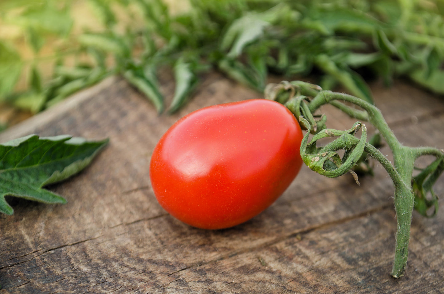 100 RED PEAR TOMATO Lycopersicon Heirloom Indeterminate Fruit Vegetable Seeds