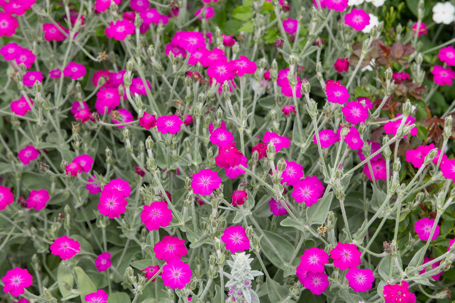 200 Organic ROSE CAMPION Magenta Silver Catchfly Lychnis Silene Coronaria Flower Seeds