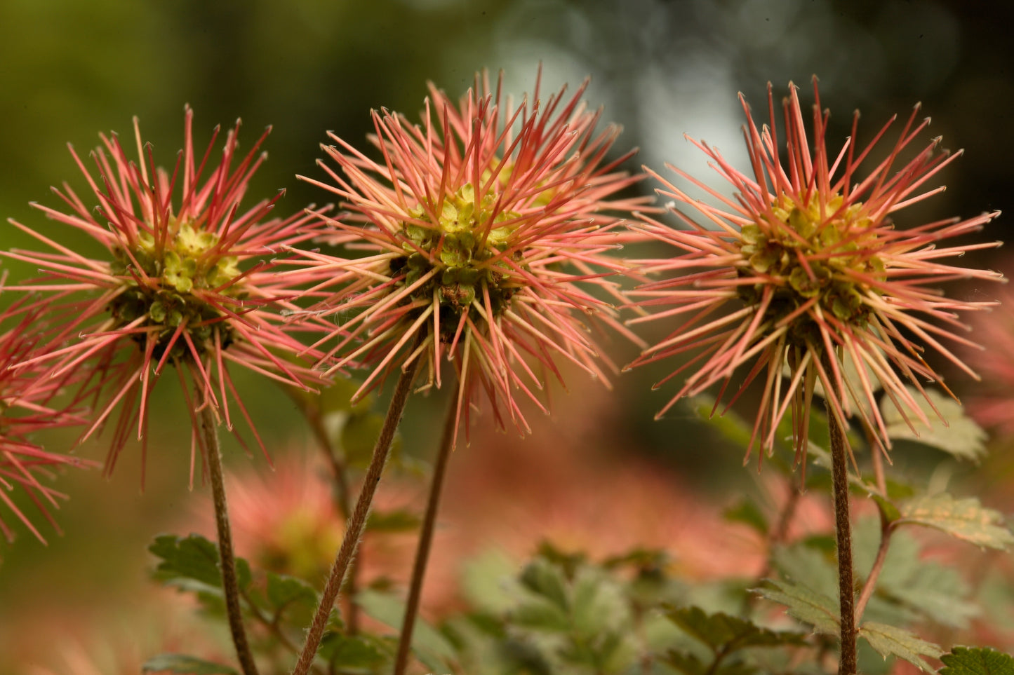 20 NEW ZEALAND BURRS Scarlet Piripiri Acaena Microphylla Flower Ground Cover Seeds