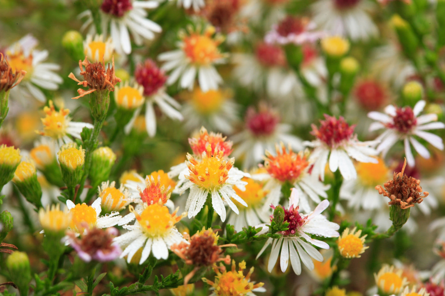 100 WHITE HEATH ASTER Prairie Ericoides Flower Seeds