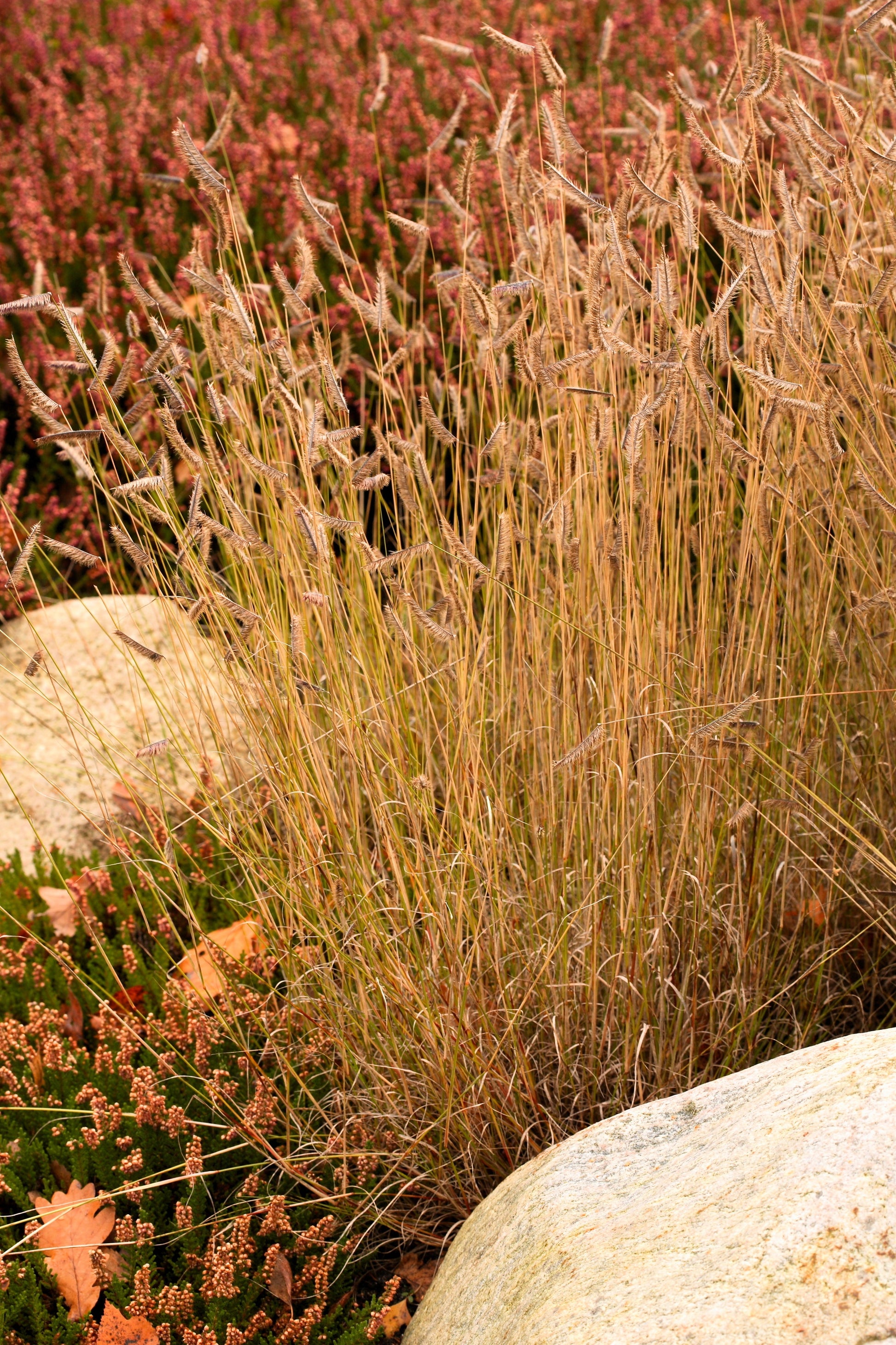mosquito plant seeds for sale 1000 BLUE GRAMA GRASS Gramma Bouteloua Gracilis Flower Mosquito Grass – Seedville USA
