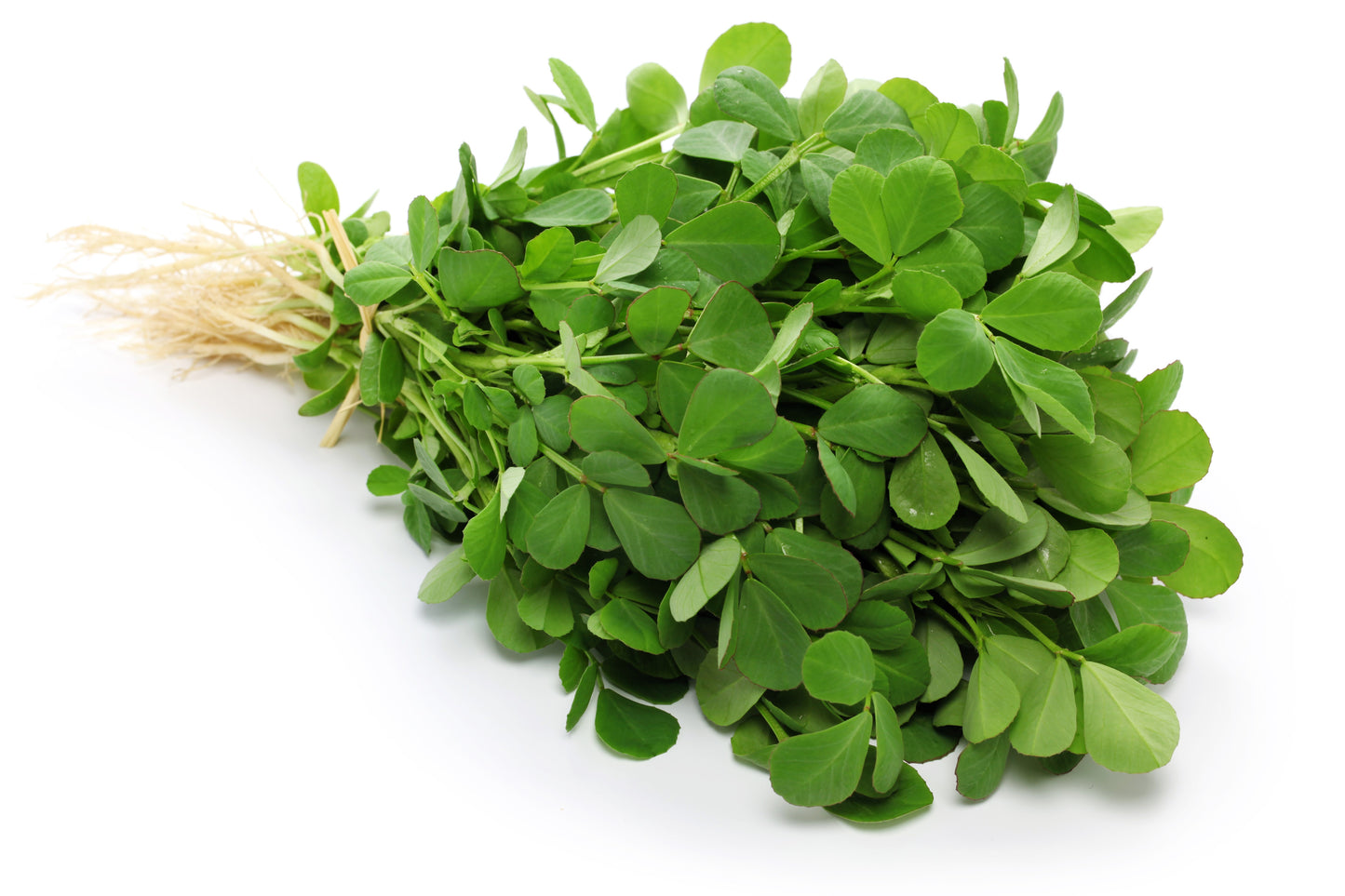 300 FENUGREEK Trigonella Foenum Graecum Herb Flower Seeds