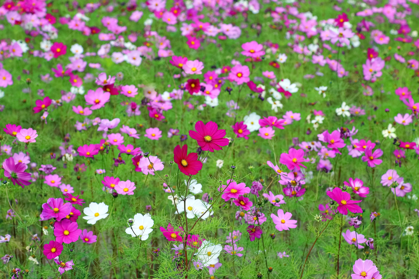 350 COSMOS SENSATION MIX Mixed Colors Cosmos Bipinnatus Flower Seeds