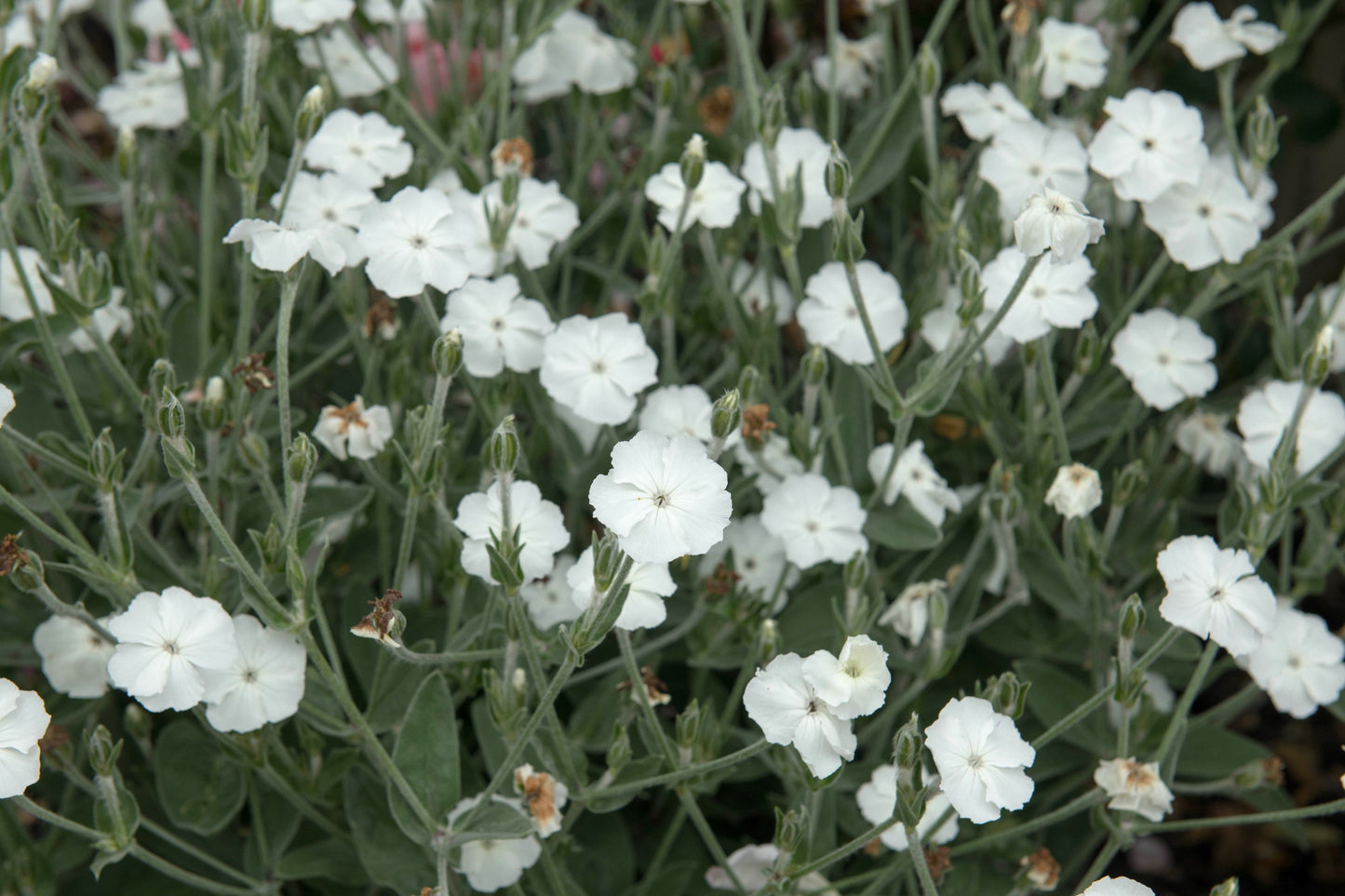 50 WHITE LYCHNIS Coronaria Alba (White Rose Campion / Evening Lychnis / Silene / White Cockle) Flower Seeds