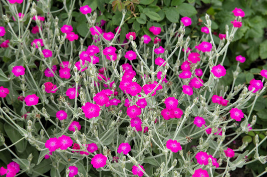 200 Organic ROSE CAMPION Magenta Silver Catchfly Lychnis Silene Coronaria Flower Seeds