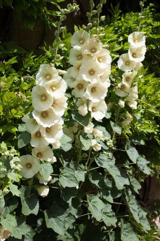 25 WHITE HOLLYHOCK Alcea Rosea Flower Seeds Perennial