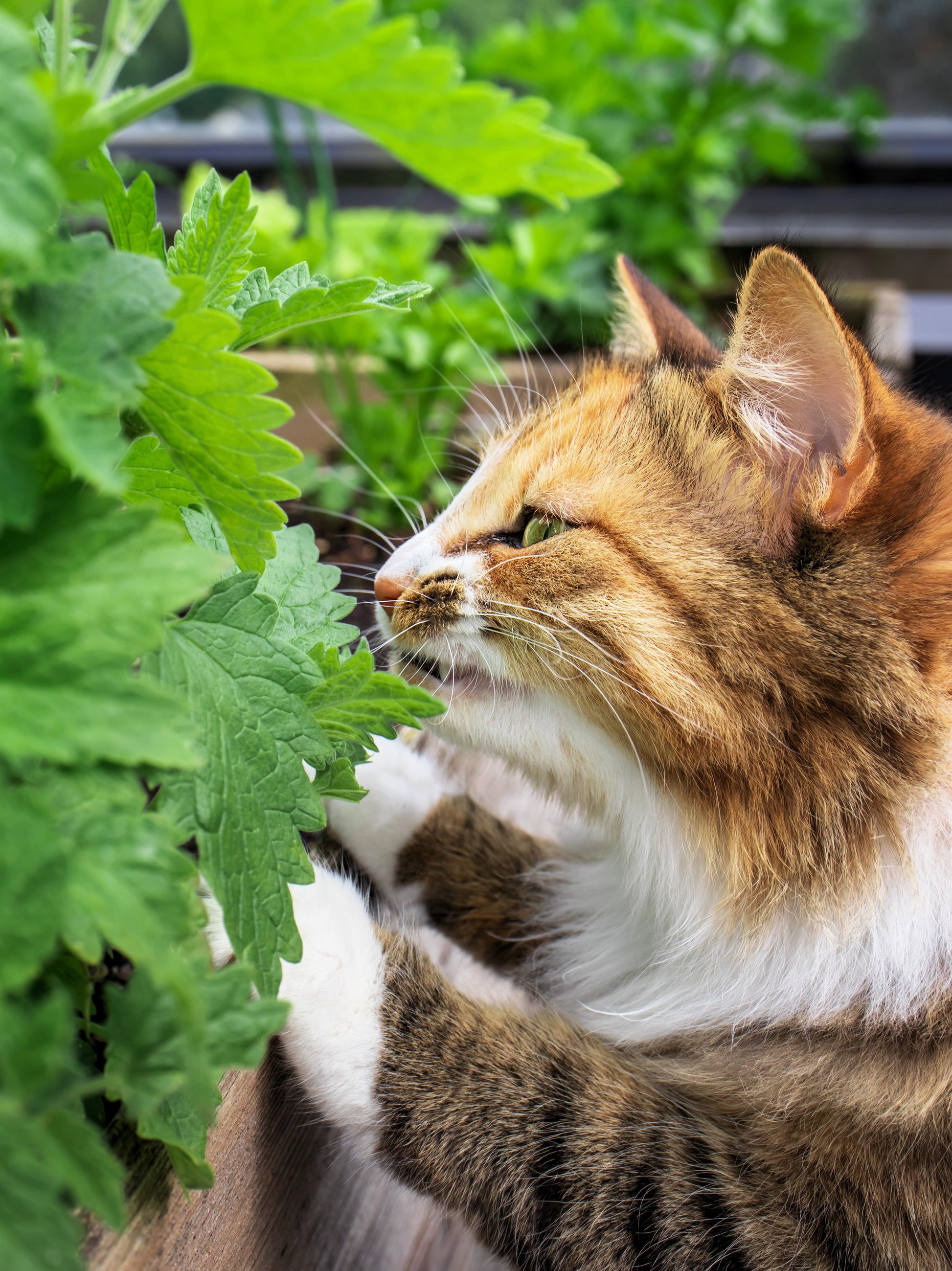 cat flower seeds 1000 HEIRLOOM CATNIP Nepeta Cataria Herb Flower Seeds – Seedville USA