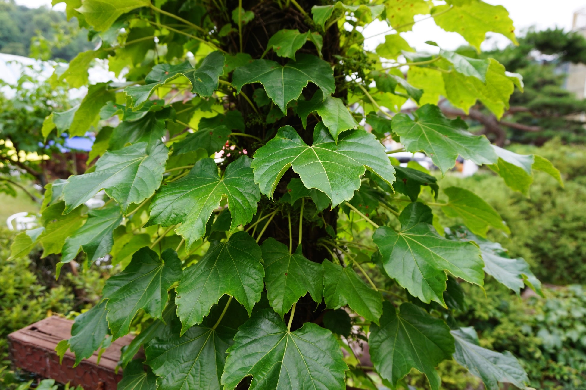 planting boston ivy seeds 10 BOSTON IVY ( Bostonian Ivy / Wall Ivy ) Parthenocissus Tricuspidata – Seedville USA