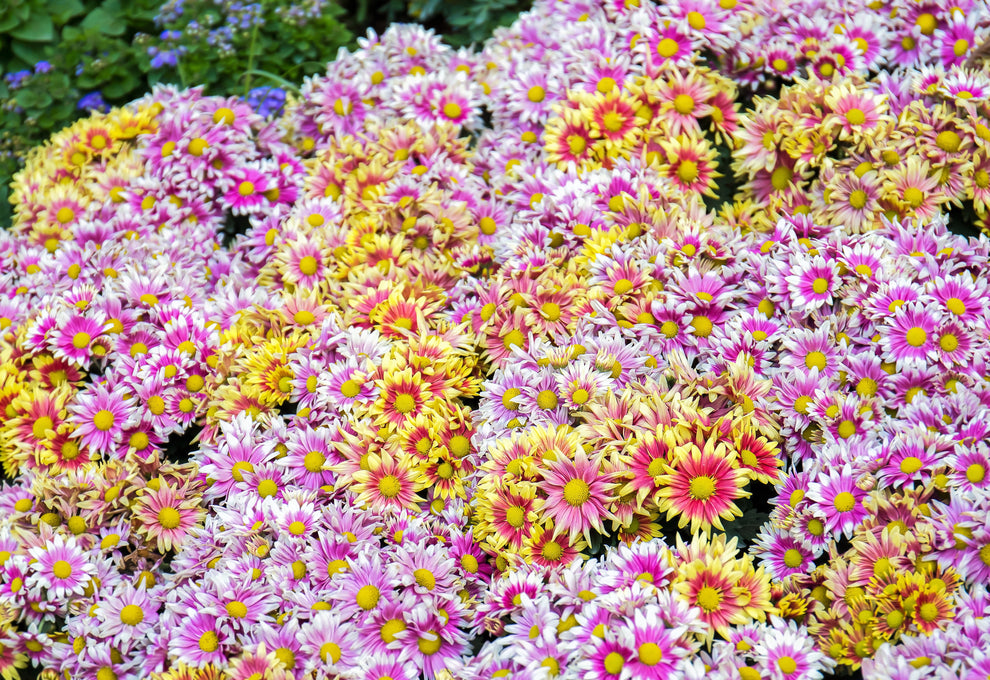 50 Mixed Colors INDIAN CHRYSANTHEMUM Indicum Hardy Mum Double Red Yell ...