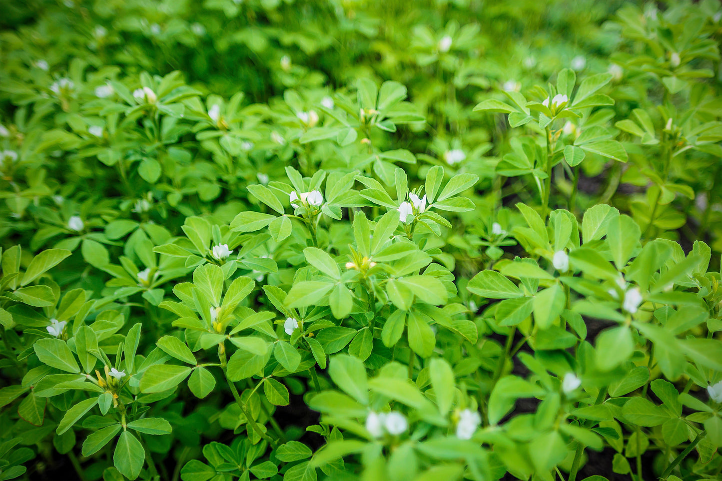 300 FENUGREEK Trigonella Foenum Graecum Herb Flower Seeds