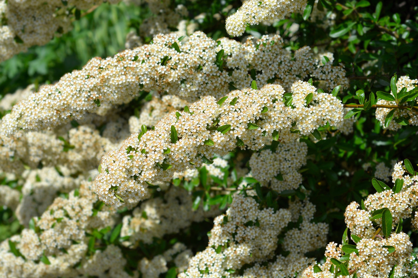 25 SCARLET FIRETHORN Pyracantha Coccinea Bush Shrub Flower Seeds