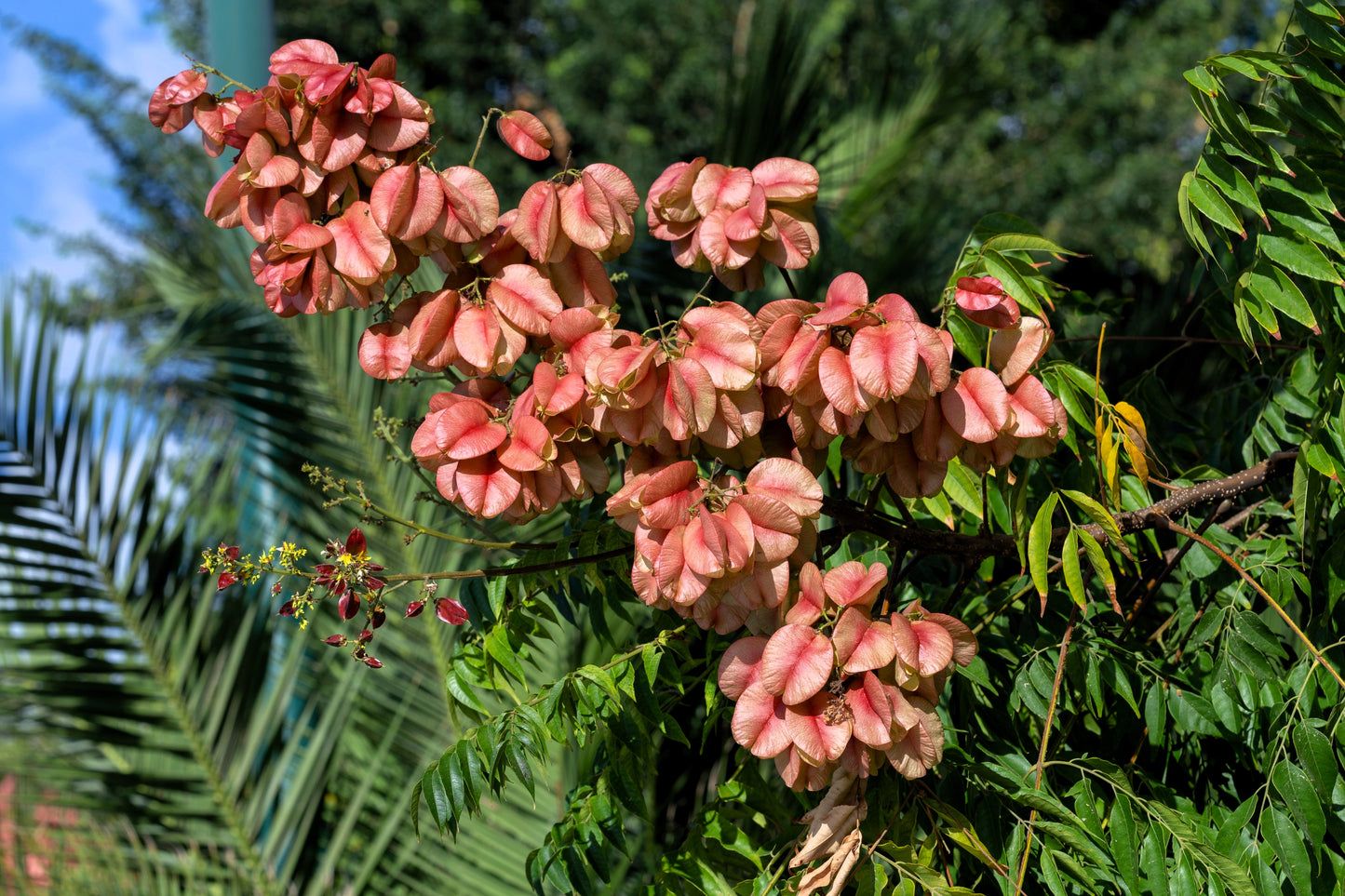 10 CHINESE FLAME TREE Koelreuteria Bipinnata Lantern Rain Yellow Pink Flower Seeds