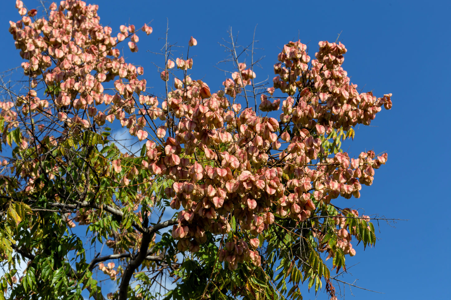 10 CHINESE FLAME TREE Koelreuteria Bipinnata Lantern Rain Yellow Pink Flower Seeds