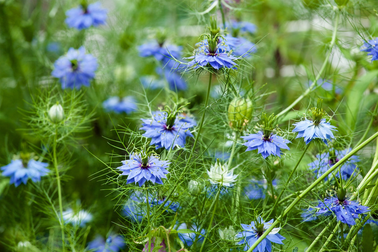 500 LOVE IN A MIST Miss Jekyll Blue ( Fennel Flower ) Nigella Damascena Flower Seeds
