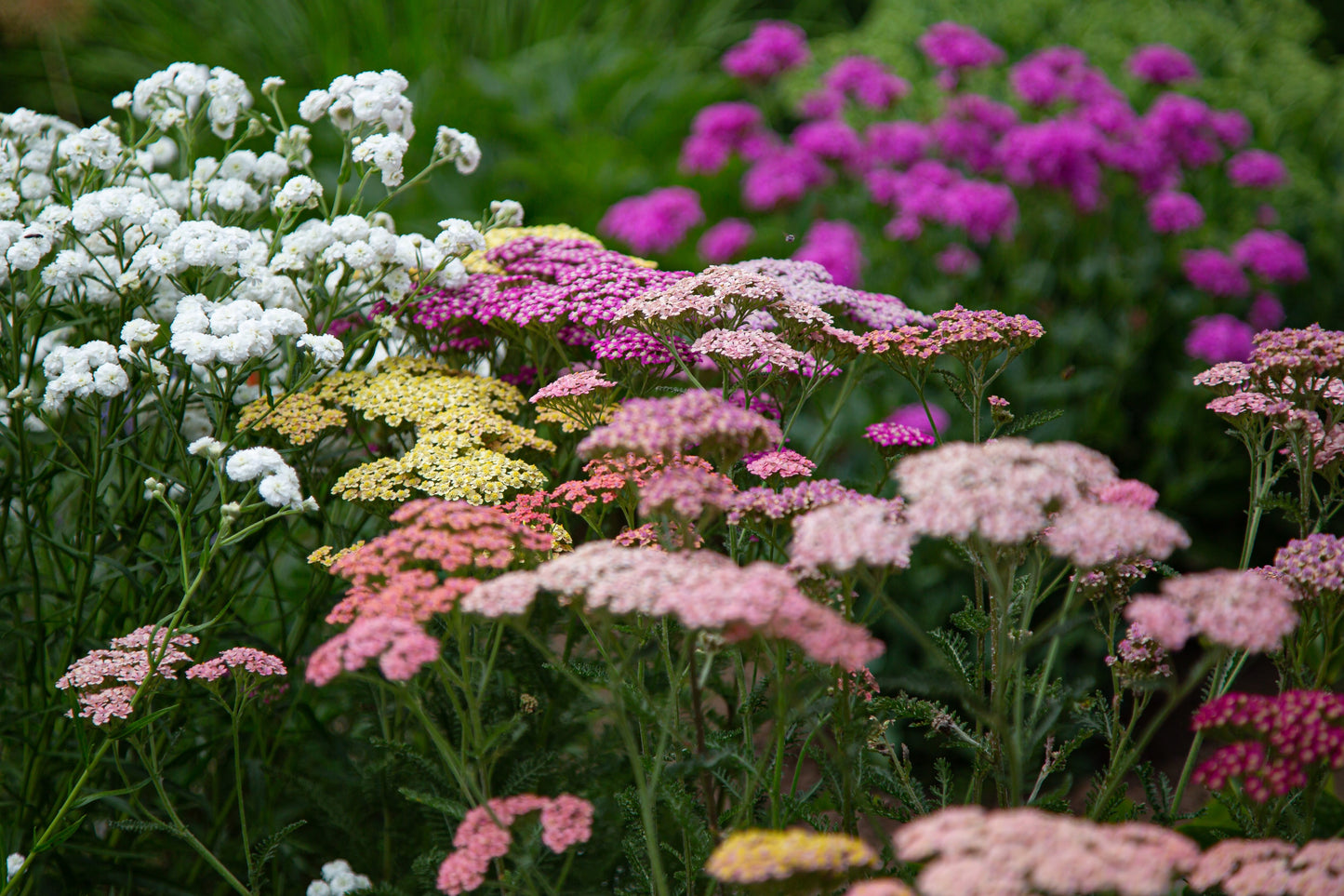 500 MIXED SUMMER YARROW Achillea Millefolium Red Pink White Gold Peach Herb Flower Seeds