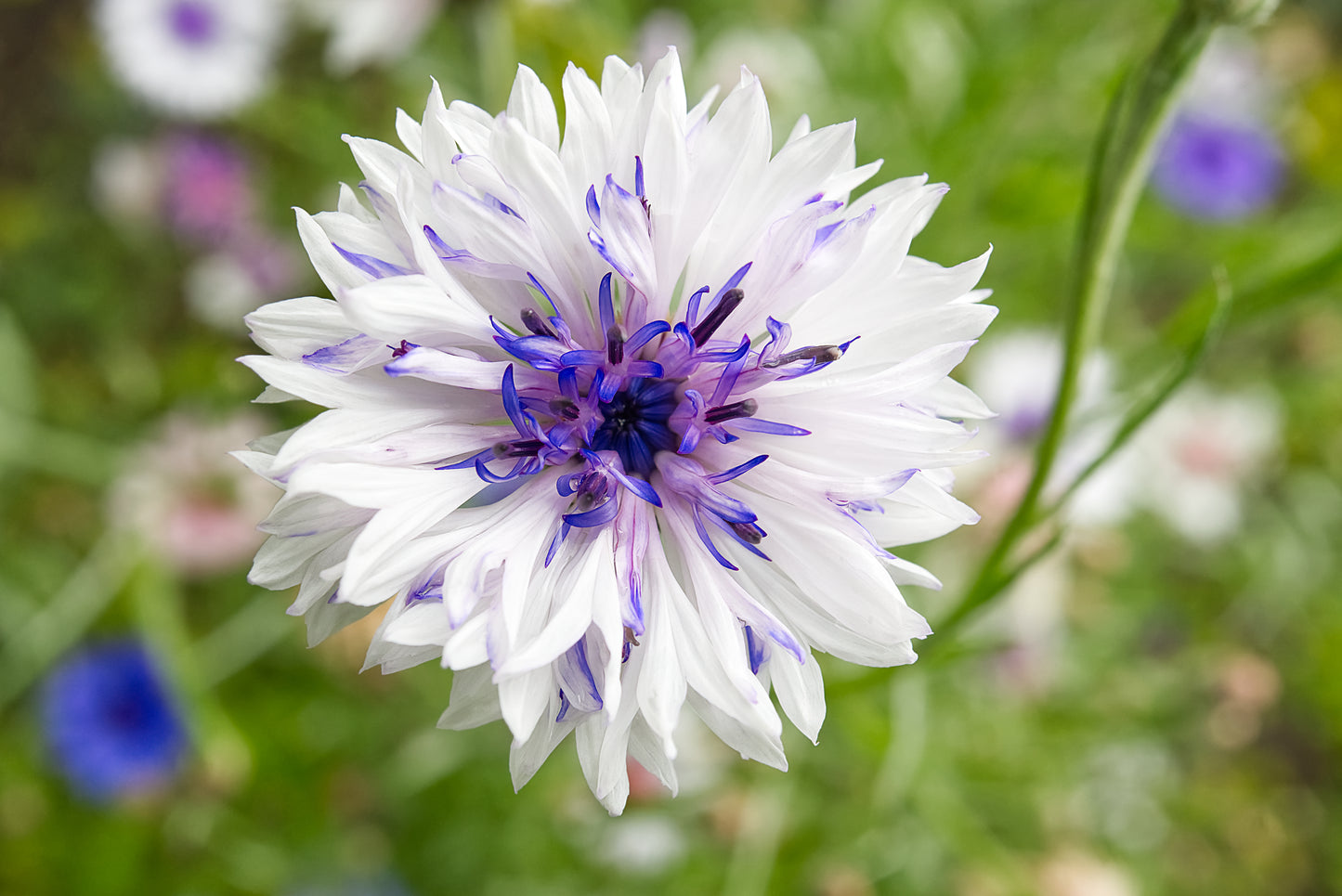 750 White BACHELOR'S BUTTON / CORNFLOWER Centaurea Cyanus Flower Seeds