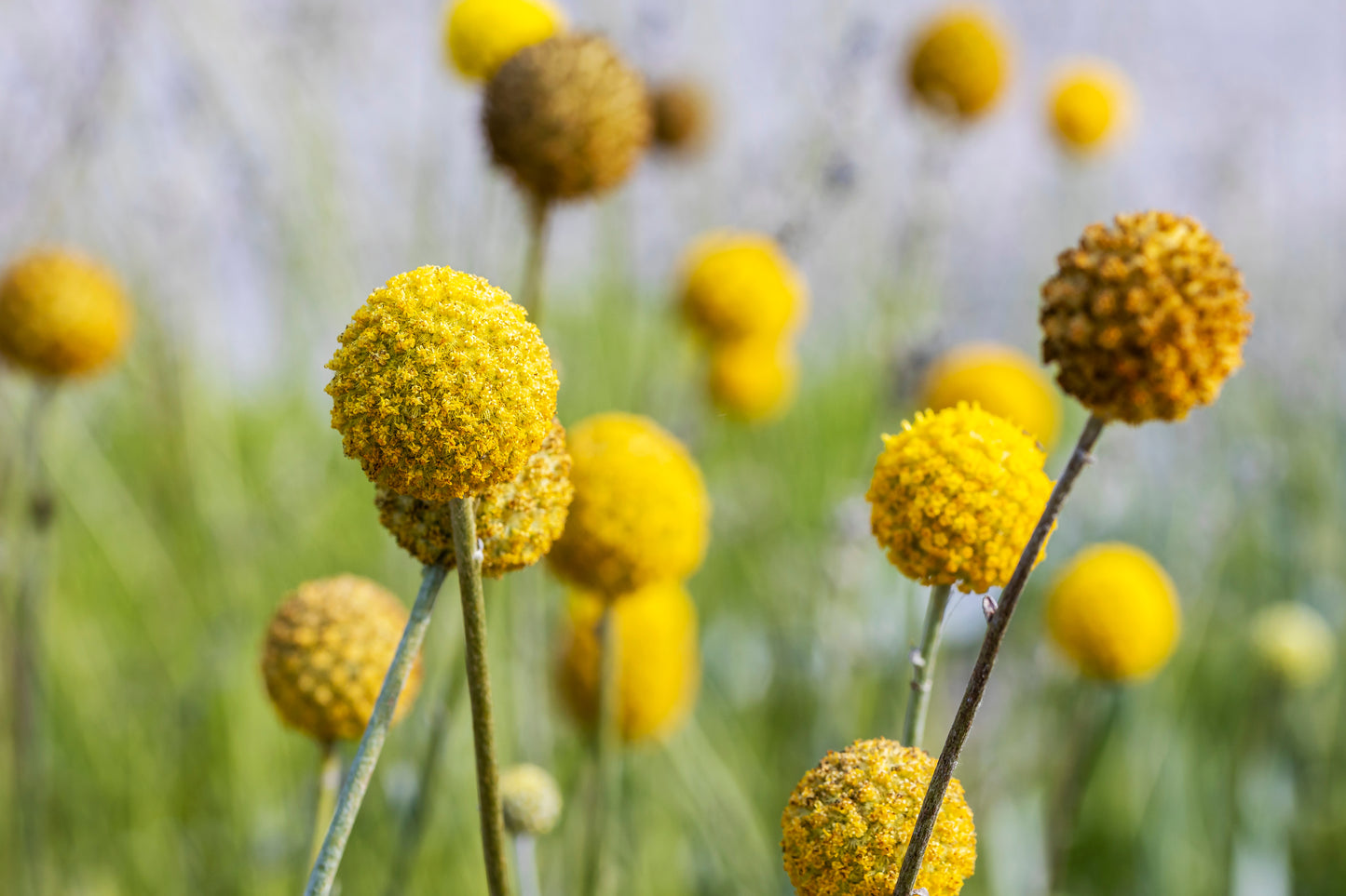 20 Yellow BILLY BUTTONS / WOLLYHEADS Craspedia Globosa Flower Seeds